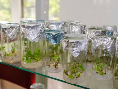 in vitro üzüm filizi