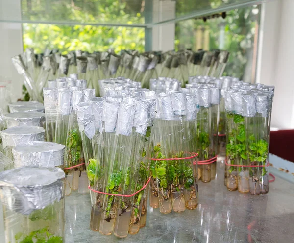 Sprout van druiven in vitro — Stockfoto