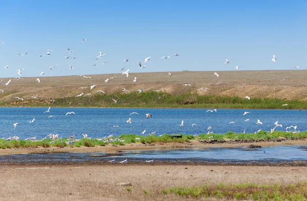 Flock of wild birds on the lake — Stock Photo, Image