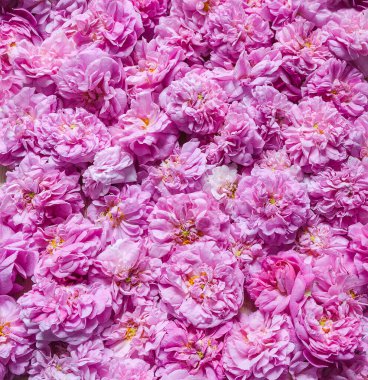 Arka planda pembe çay gülleri