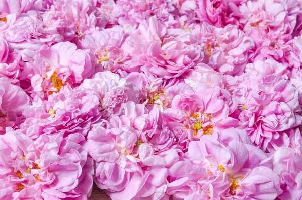 Rosa Teerosen Auf Dem Tisch Als Hintergrund — Stockfoto