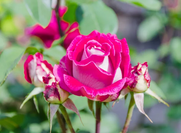 庭にピンクのバラを咲かせ — ストック写真