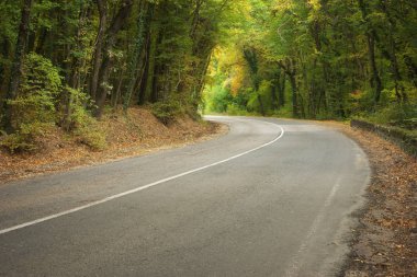 Yol ve sonbahar orman. Doğa peyzaj kompozisyon.