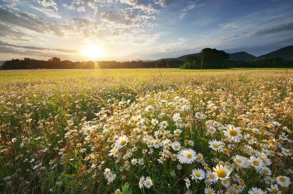 Gänseblümchen Blühen Auf Der Wiese Schöne Landschaften — Stockfoto