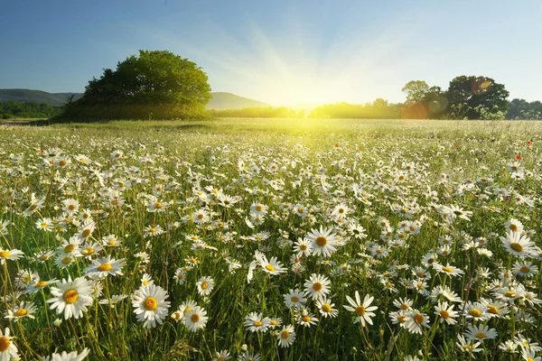 Spring Daisy Flowers Mountain Meadow Beautiful Landscapes — Stock Photo, Image