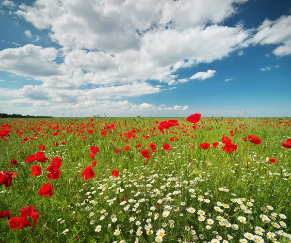 草原の春の花 美しい風景 — ストック写真