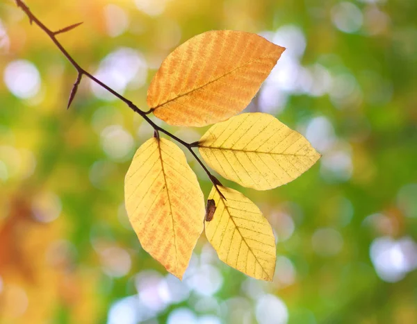 Herbstblätter Zusammensetzung Der Natur — Stockfoto