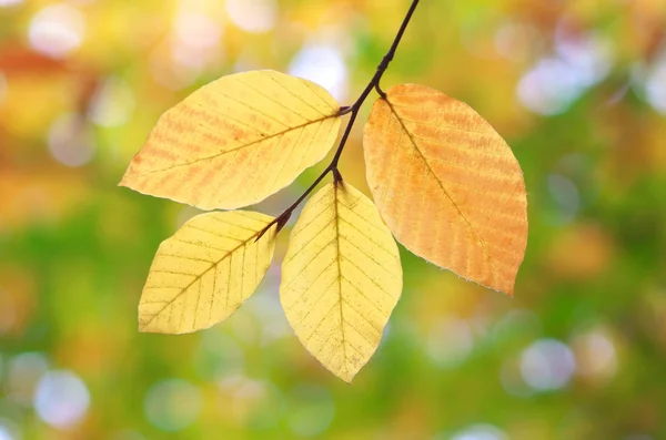 Folhas Outono Composição Natureza — Fotografia de Stock