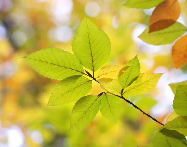Jesienią Liście Skład Natury — Zdjęcie stockowe