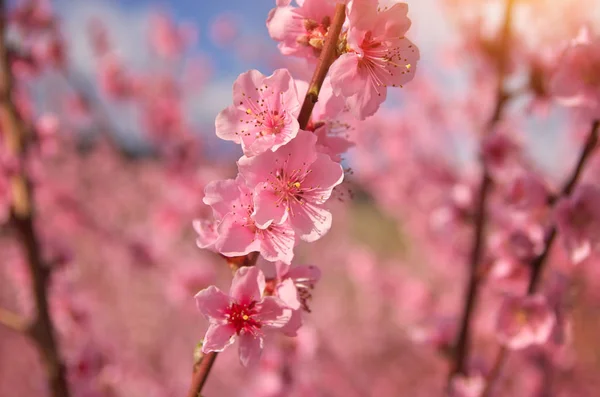 Violet Lentebloemen Boom Samenstelling Van Natuur — Stockfoto