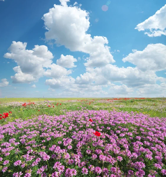 Frühlingsblumen Auf Der Wiese Schöne Landschaften — Stockfoto