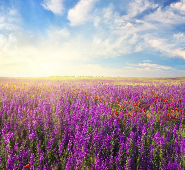 草甸的春天紫罗兰色的花朵 美丽的自然风景 — 图库照片