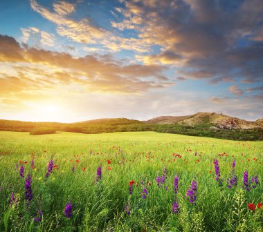 Bahar çiçek yeşil çayır. Güzel manzaralar.