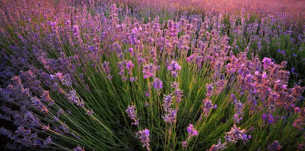 Prado Lavanda Composição Natural — Fotografia de Stock