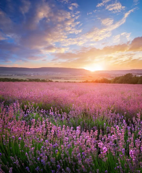 Lavendelwiese Zusammensetzung Der Natur — Stockfoto