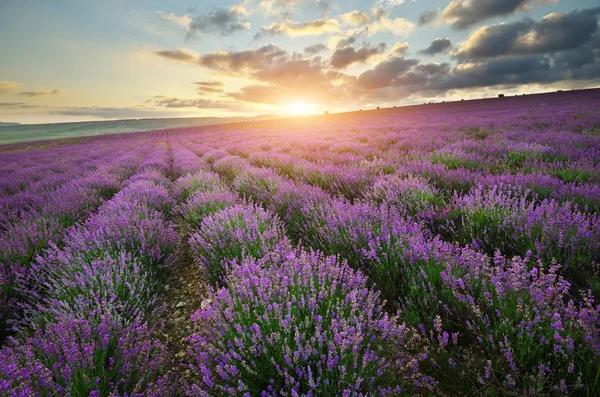 Lawendowy Piękna Łąka Gospodarstwo Rolne Czas Wiosny Kompozycja Natura — Zdjęcie stockowe