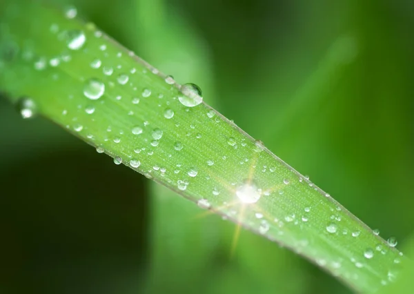 雨滴的宏观 自然和生态学构成 — 图库照片