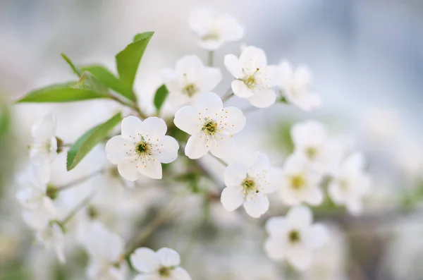 Voorjaar Boom Bloem Natuur Samenstelling — Stockfoto