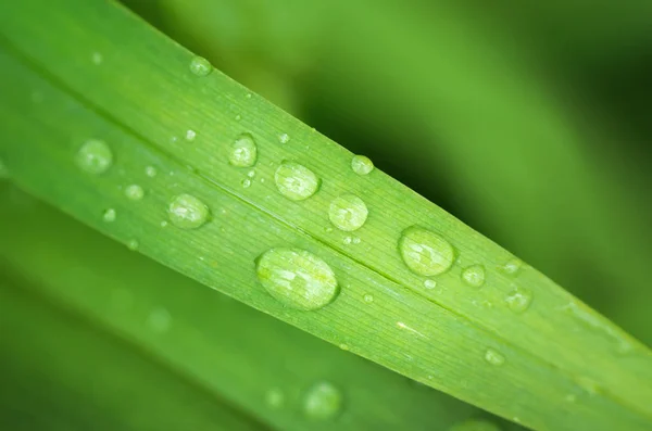 Macro Gota Lluvia Naturaleza Ecología Composición —  Fotos de Stock