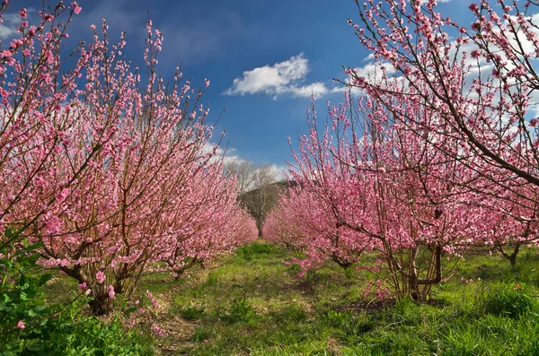 Sady Kwitnące Wiosną Ogród Kwiaty Drzewo Kompozycja Natura — Zdjęcie stockowe