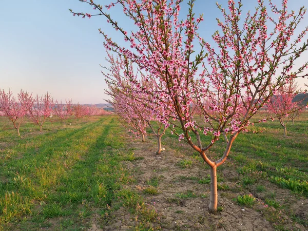 Pomar Jardim Primavera Florescendo Flores Árvore Composição Natural — Fotografia de Stock