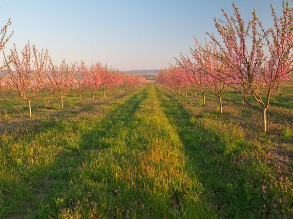 Sady Kwitnące Wiosną Ogród Kwiaty Drzewo Kompozycja Natura — Zdjęcie stockowe