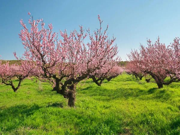Orchard Kvetoucí Jarní Zahrady Květy Stromě Přírodní Složení — Stock fotografie