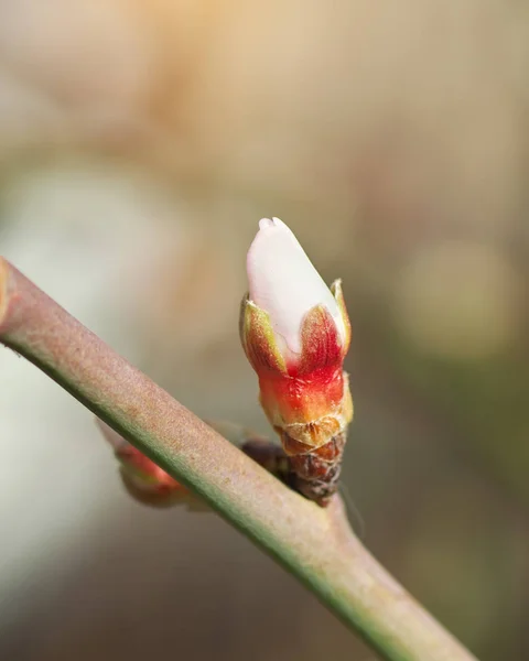 Frühlingsknospe Blume Auf Baum Gestaltungselement — Stockfoto