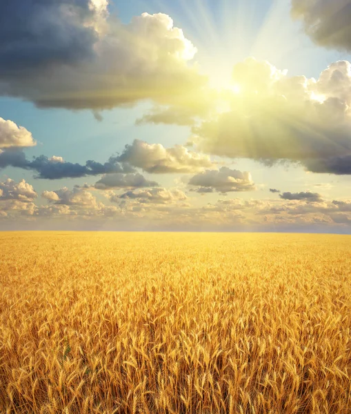 Луг Пшениці Склад Природи — стокове фото