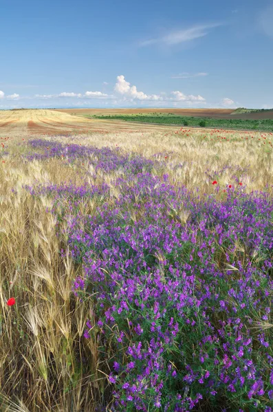 Weizenwiese Und Frühlingsblumen Zusammensetzung Der Natur — Stockfoto