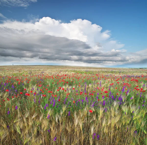 小麦と春の花の草原 自然組成 — ストック写真