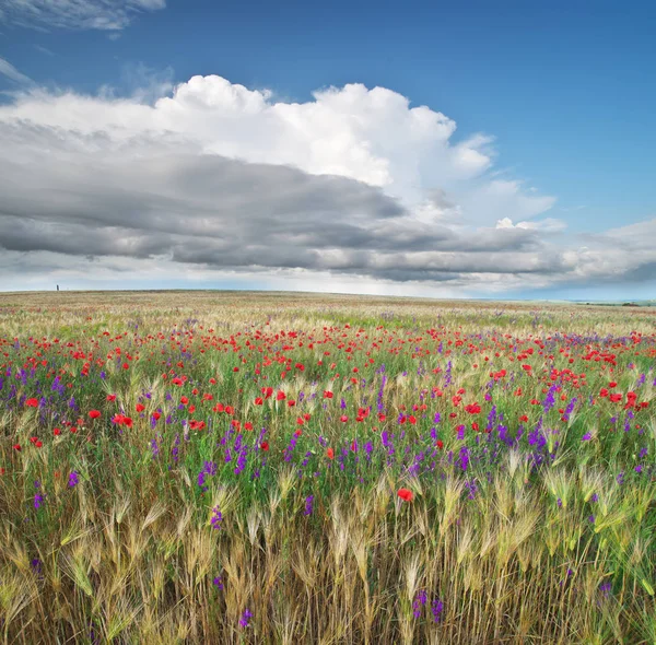 Prato Grano Fiori Primaverili Composizione Della Natura — Foto Stock