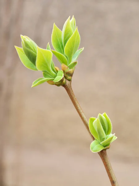 春の芽 自然の構成 — ストック写真