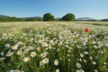 Çayırda bahar papatya çiçekler. Güzel manzaralar.