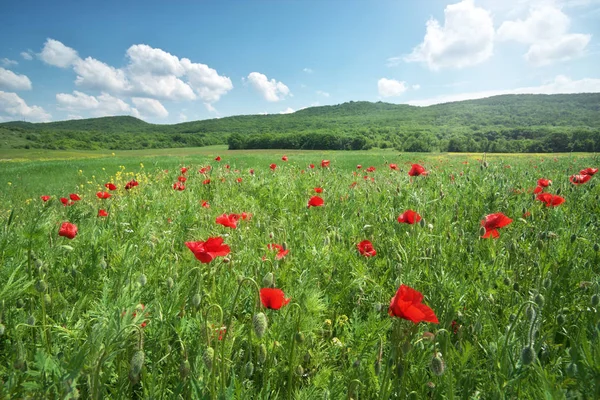 草原で春花ポピー 美しい風景 — ストック写真