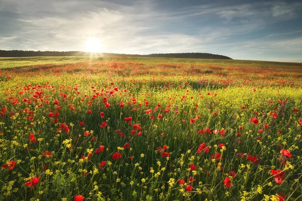 草原の春の花 美しい風景 — ストック写真