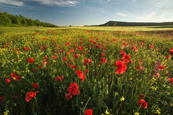 Våren Blommor Vallmo Ängen Vackra Landskap — Stockfoto