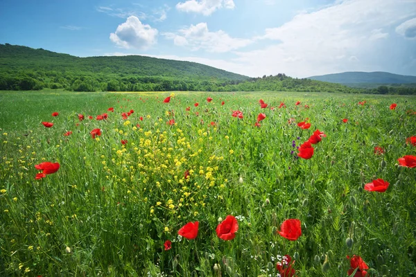 Jarní Květy Máku Louce Krásná Krajina — Stock fotografie