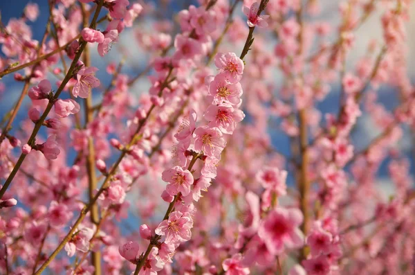 Primavera Jardim Pêssego Árvores Florescentes Céu Azul — Fotografia de Stock