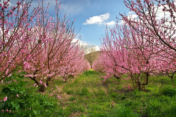 Wiosna Brzoskwiniowego Ogrodu Kwitnące Drzewa Błękitne Niebo — Zdjęcie stockowe