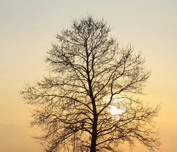 日落时树的剪影 自然构成 — 图库照片