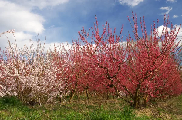Wiosna Brzoskwiniowego Ogrodu Kwitnące Drzewa Błękitne Niebo — Zdjęcie stockowe