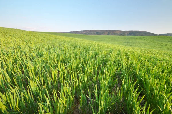 Soluppgång Grean Äng Unga Vete Naturen Sammansättning Och Jordbruks Scen — Stockfoto