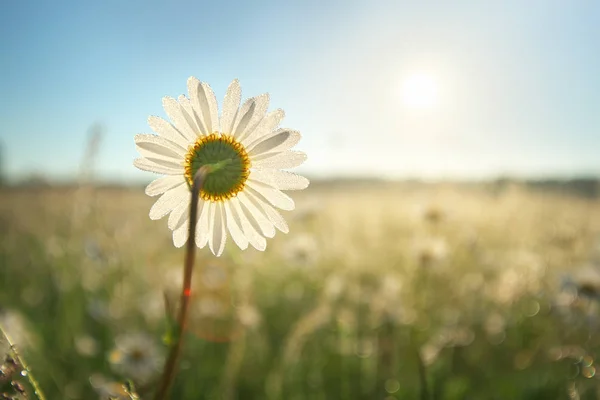 Spring Daisy Sunshine Nature Composition — Stock Photo, Image