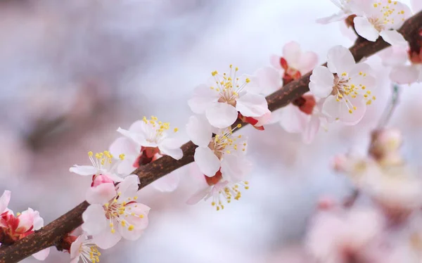 アプリコットの木の春の花 自然の構成 — ストック写真