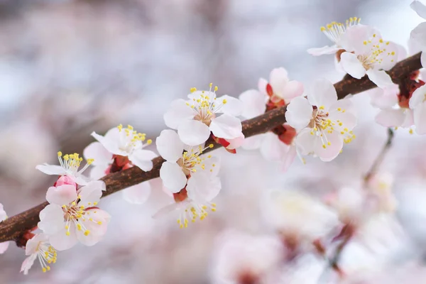 Frühlingsblumen Von Aprikosenbaum Zusammensetzung Der Natur — Stockfoto