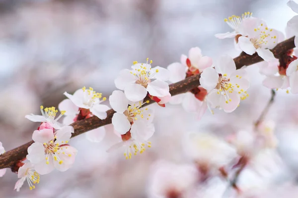 Fiori Primaverili Albicocca Composizione Della Natura — Foto Stock