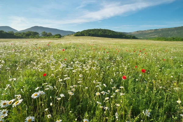 Весенние Ромашки Лугу Красивая Природа Пейзажи — стоковое фото