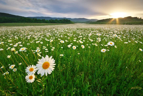 Våren Daisy Blommor Ängen Vacker Natur Landskapen — Stockfoto