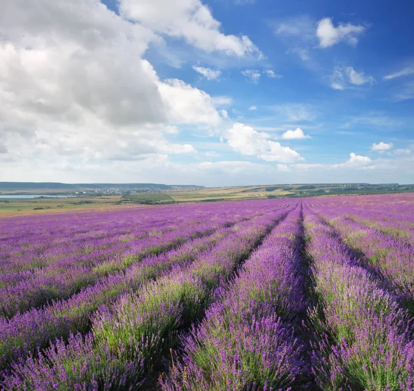 Prado Lavanda Composição Natural — Fotografia de Stock